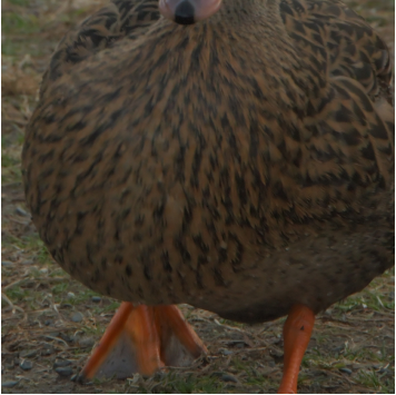 カモ写真