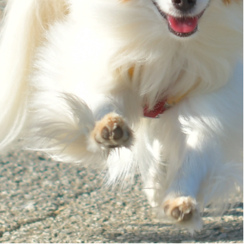 犬写真